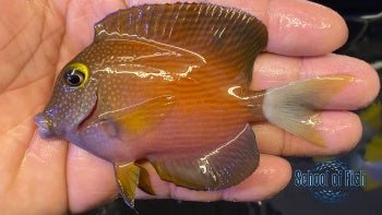 White tail Bristletooth Tang #4