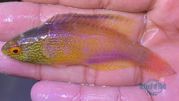 Rhomboid Fairy Wrasse Supermale #2