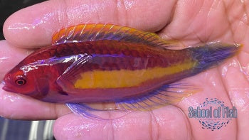 Yellow Banded Wrasse Male #1