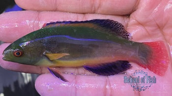 Scotts Velvet Wrasse Male Tahiti #1