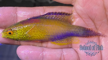 Rhomboid Fairy Wrasse Supermale #1