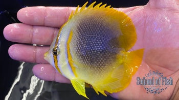 Golden Butterflyfish #1