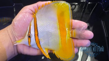 Marginalis Butterflyfish XL  #2