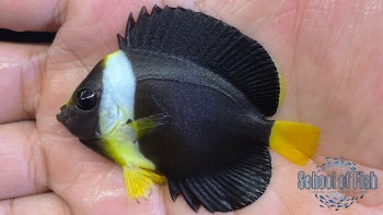 False Personifer Angelfish Juvenile #2