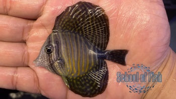 Red Sea Desjardini Tang Juvenile #2