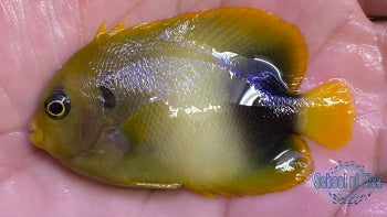 West African Angelfish 3"