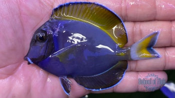 Hybrid Powder Blue Tang #1 3"