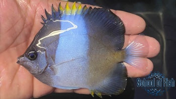 Black Zoster Butterflies