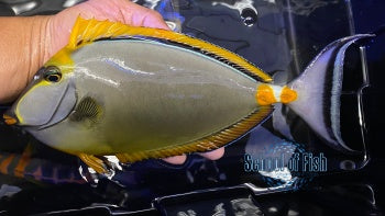 Blonde Naso Tang 8"