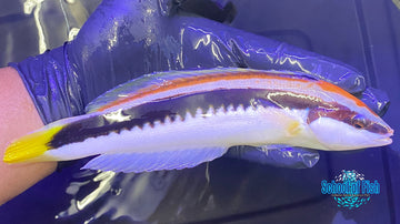 Supermale Aussie Comb Wrasse 9"
