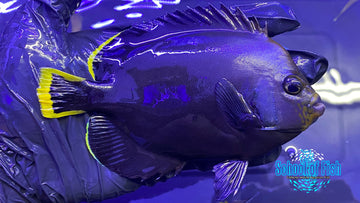 Grey Poma Angelfish 4.5"