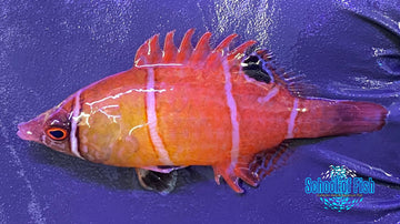 White Banded Possum Wrasse