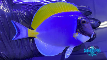 Powder Blue Tang