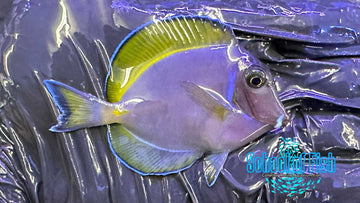 Powder Purple Tang S1