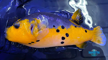 Yellow Belly Dogface Puffer