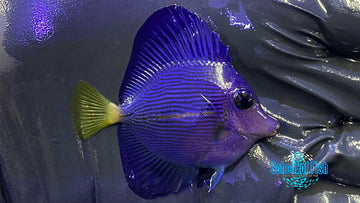 Purple Tang Captive Bred 1.5" L1
