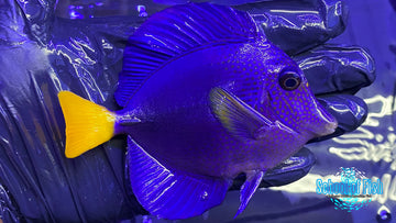 Purple Tang 4"