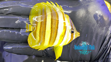 Rainford Butterfly #3