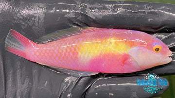 Halsted Razor Wrasse Male #1