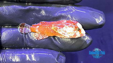 Pygmy Red Rooster Waspfish 4