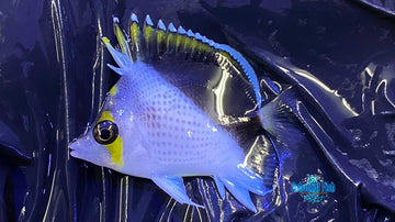 Tinkeri Butterfly Hybrid