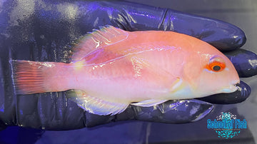 Purple Eyebrowed Tuskfish 1