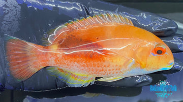 Purple Eyebrowed Tuskfish 3