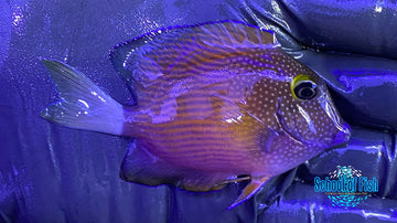 White Tail Bristletooth Tang #2