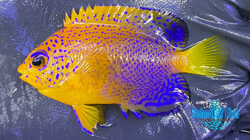 Interuptus Angelfish (WILD)