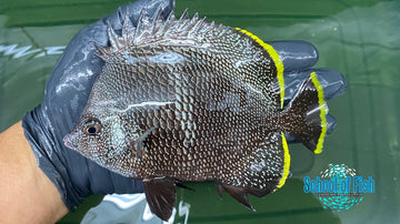 Wrought Iron Butterfly #1