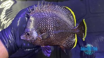 Wrought Iron Butterfly #Z2