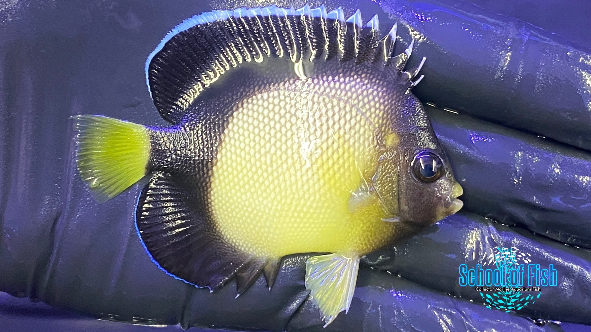 Yellow Ear Angelfish Juvenile