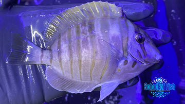 Zebra Tang 4" #9