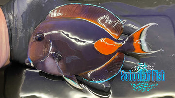 Achilles Tang 6" L1