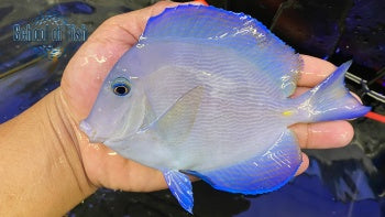Blue Caribbean Tang 5"