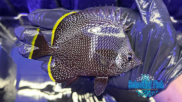 Wrought Iron Butterfly M1