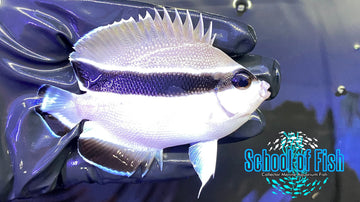 Bandit Angelfish