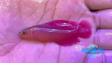 Oblique-Lined Dottyback