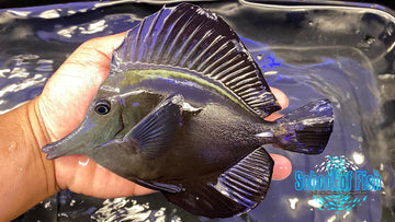 Longnose Black Tang #4 5"