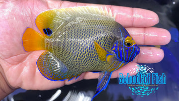 Blueface Angelfish