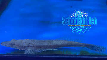 Flathead Crocodile Fish 5"