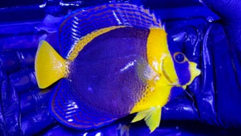 Scribbled Angelfish #32