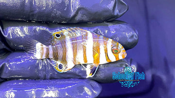 Harlequin Tusk Captive Bred 2