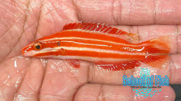 Marshall Island Peppermint Hogfish #2