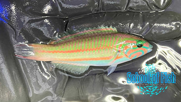 Kluzinger Wrasse Red Sea 1