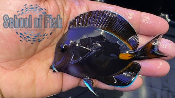 Juv. Achilles Tang 3"