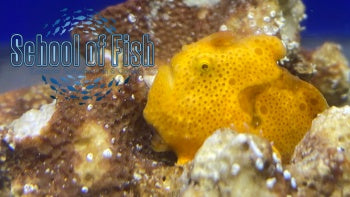 Orange Wartskin Angler 1.5"