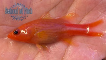 Multilineatum Basslet 2"