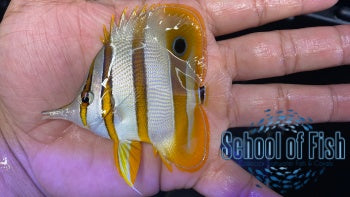 Copperband Butterfly 2.5"