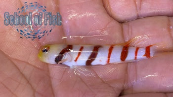 Dracula Goby 2"